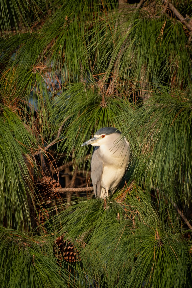 Black-crowned Night Heron - ML645883268