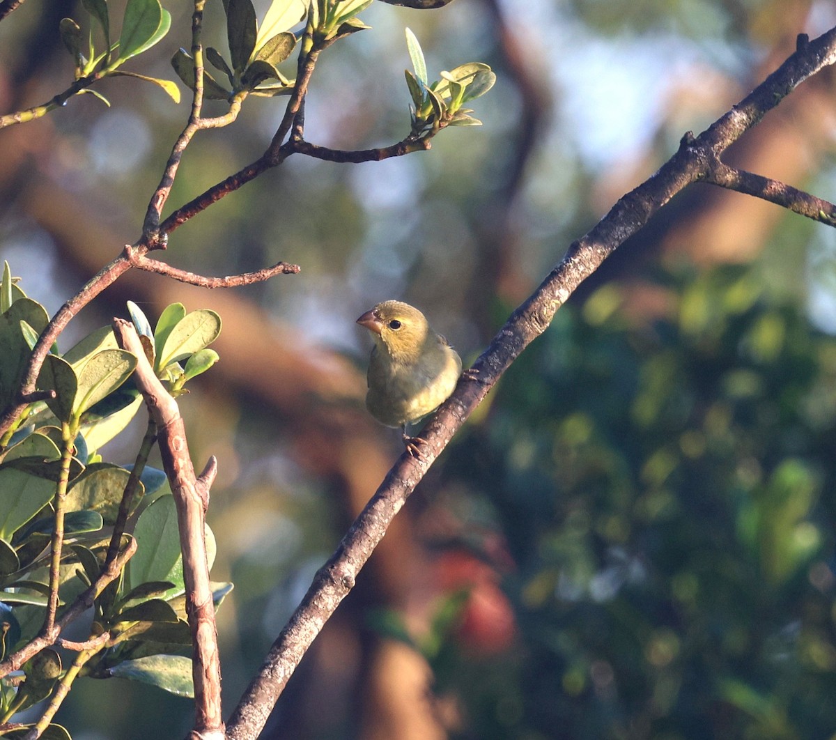 Buffy-fronted Seedeater - ML645883270