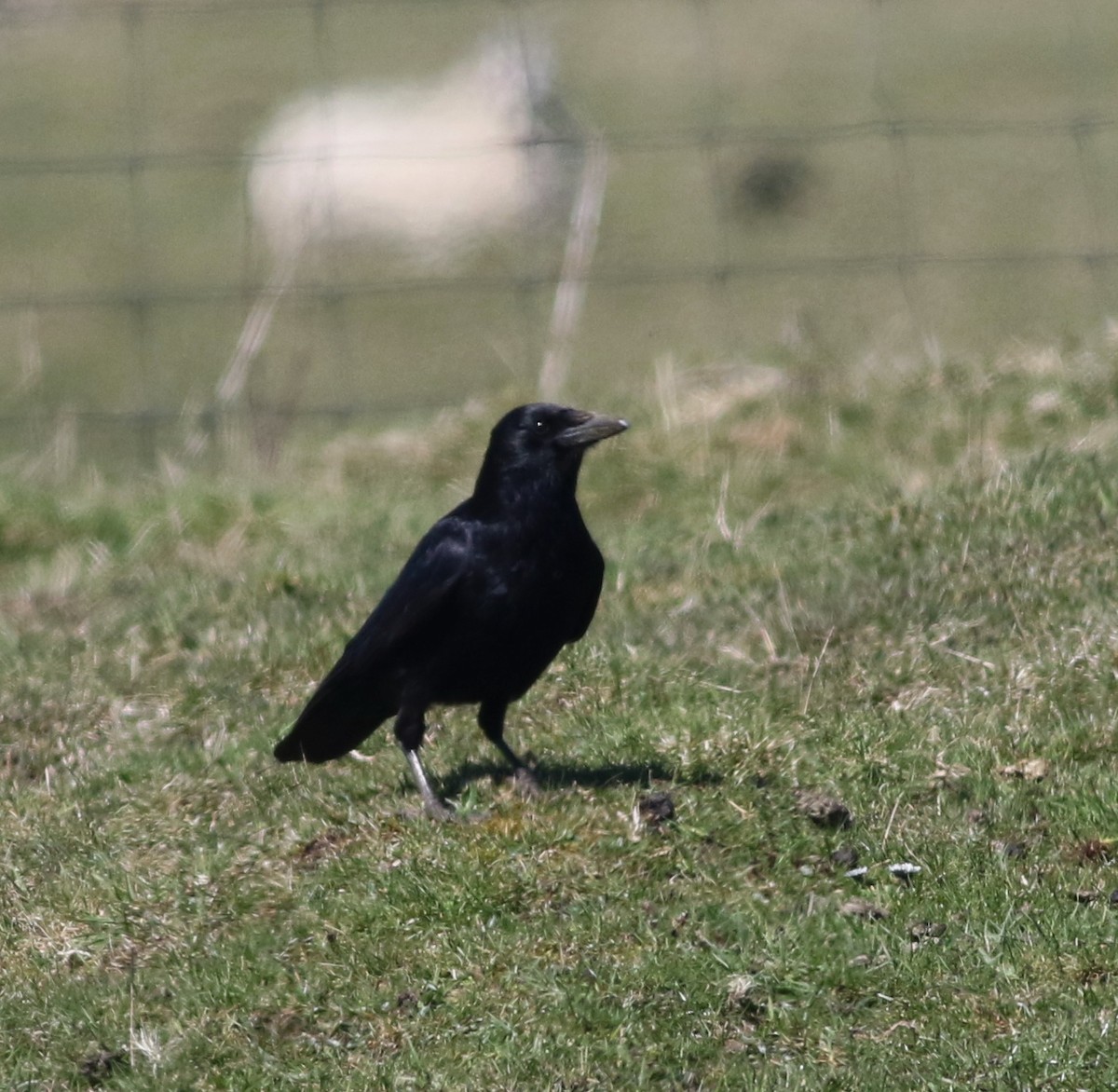 Carrion Crow - ML645883272