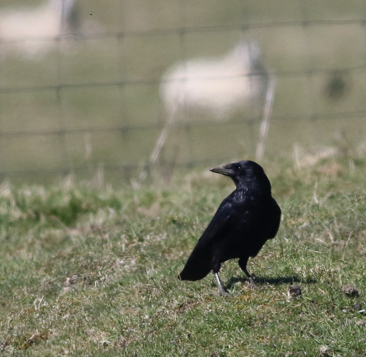 Carrion Crow - ML645883273