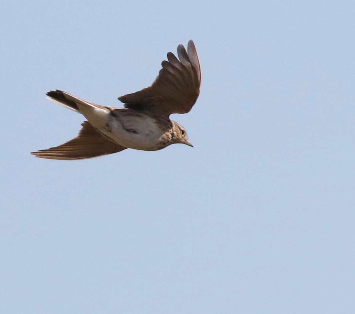 Eurasian Skylark - ML645883277
