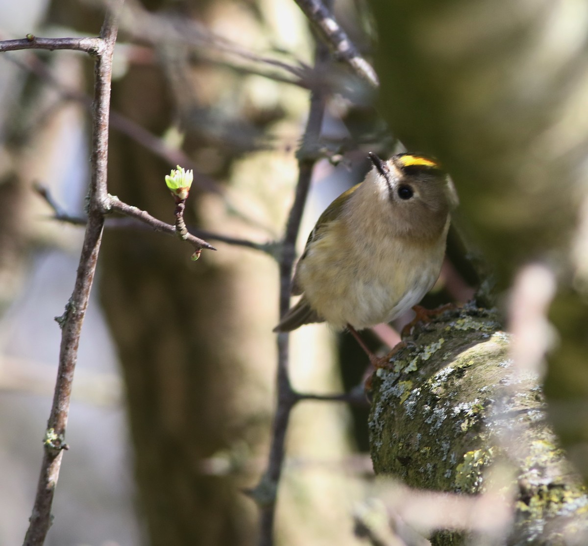 Goldcrest - ML645883282