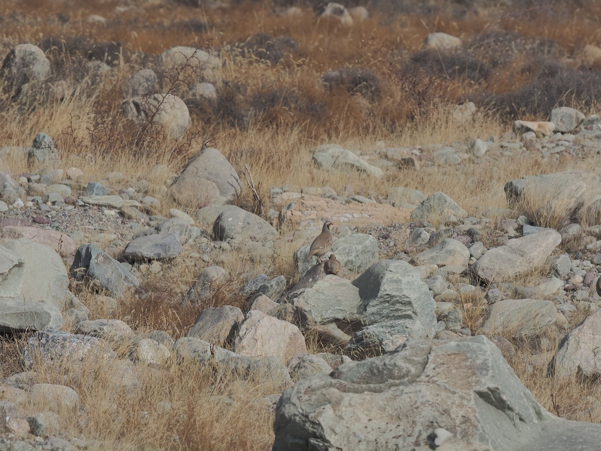 Chukar - ML645883286