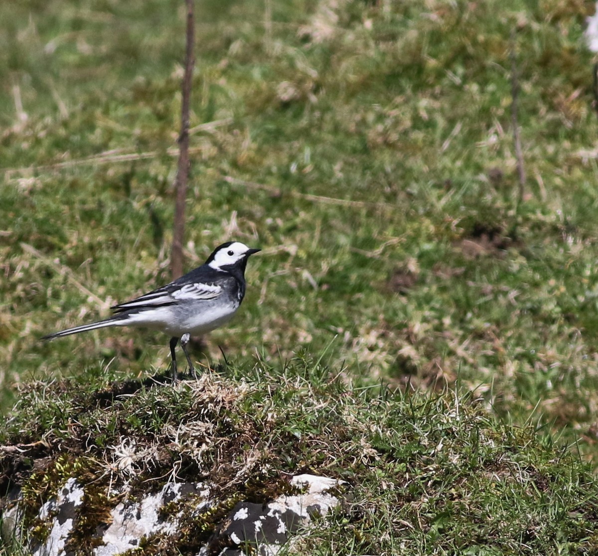 White Wagtail - ML645883287