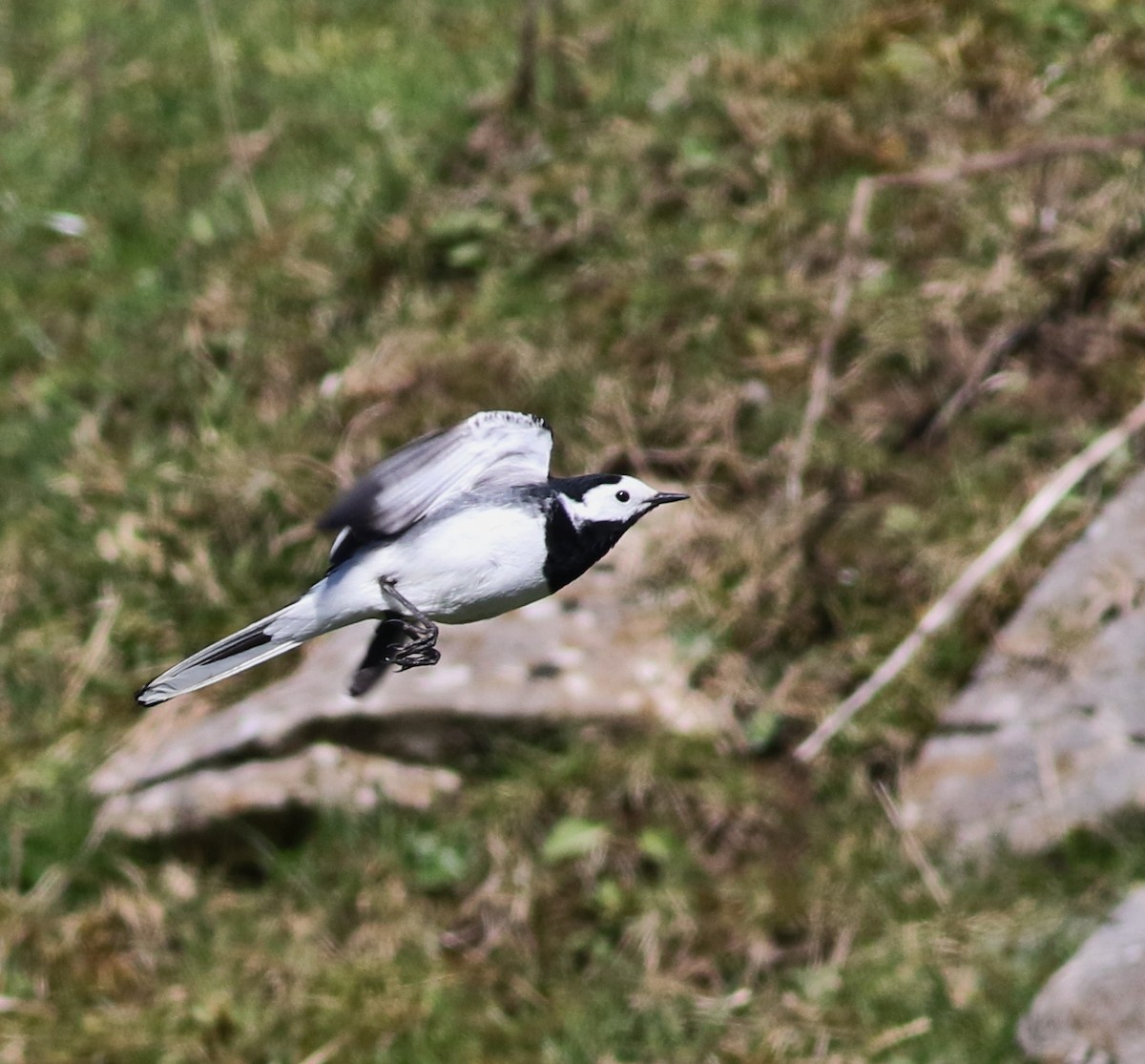 White Wagtail - ML645883288