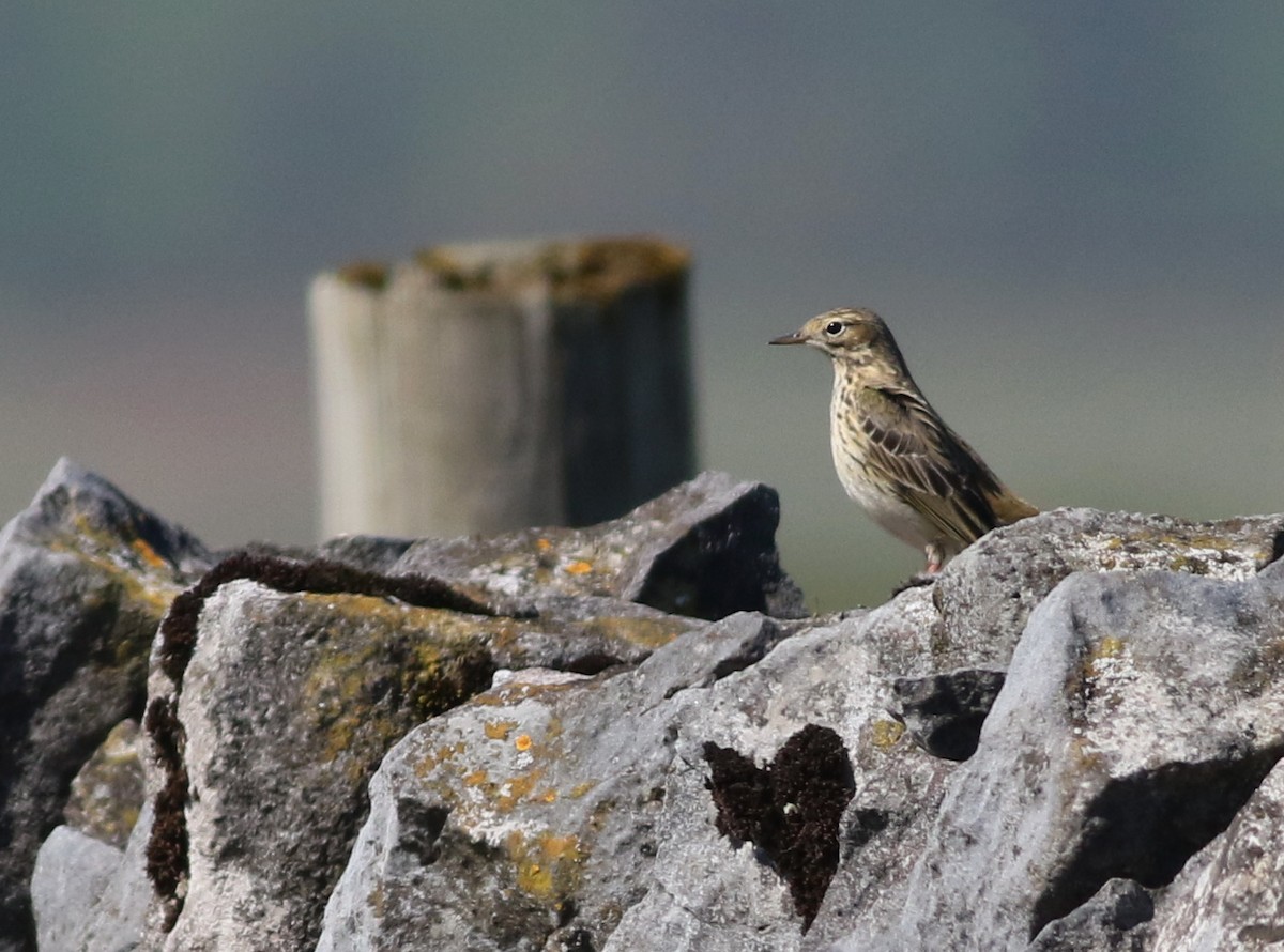 Meadow Pipit - ML645883290