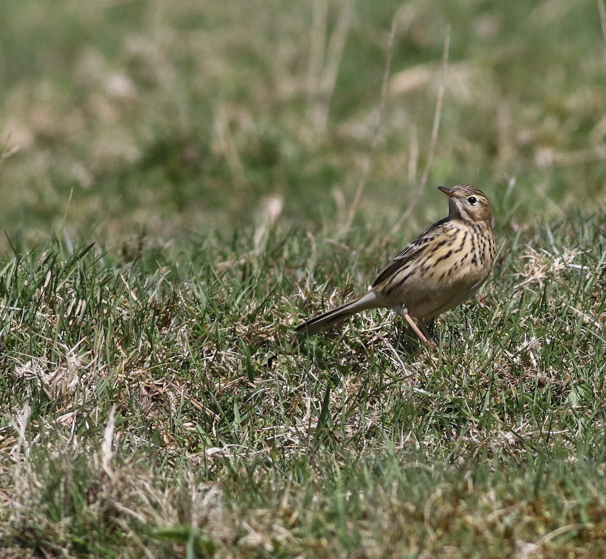 Meadow Pipit - ML645883292