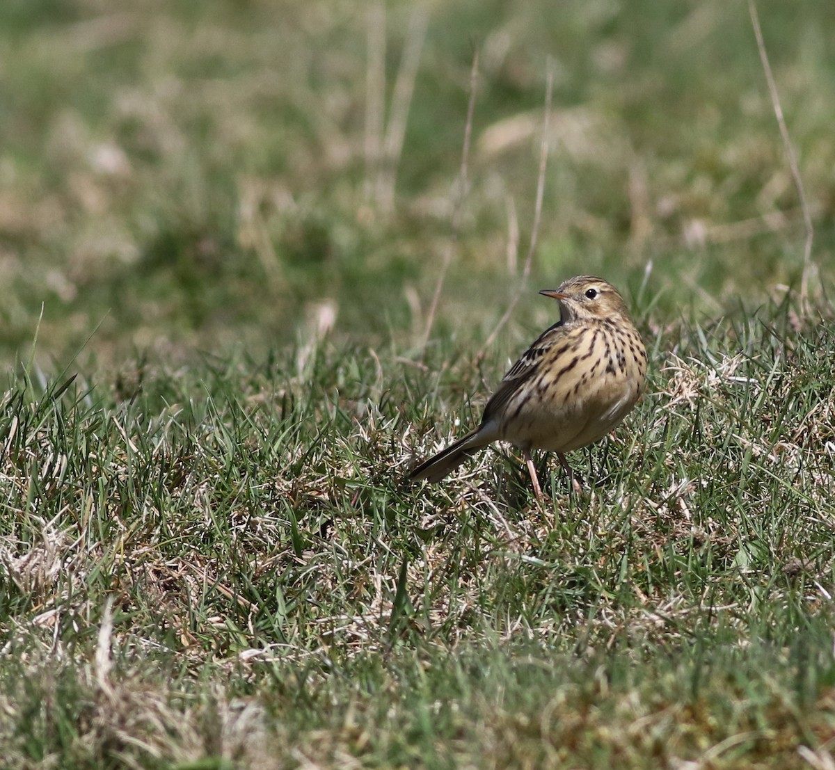 Meadow Pipit - ML645883293