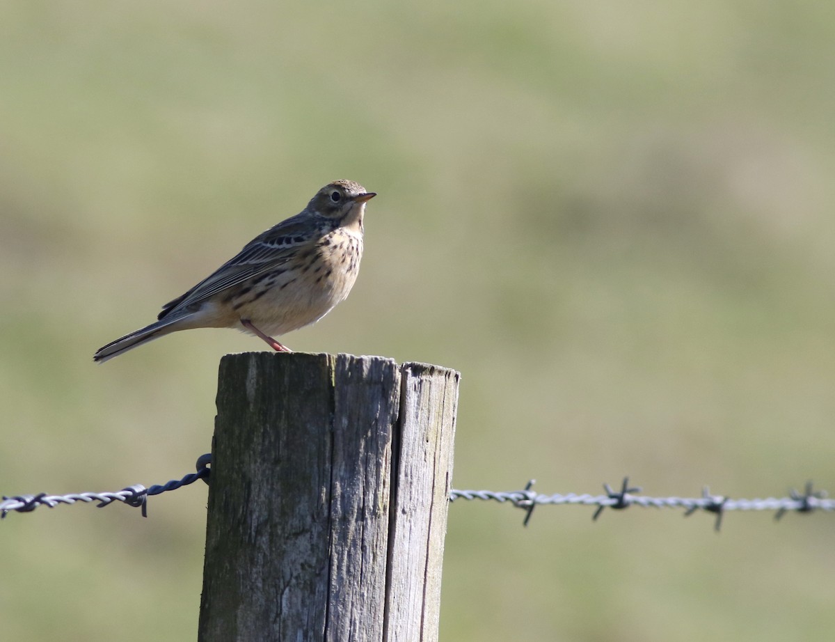 Meadow Pipit - ML645883294