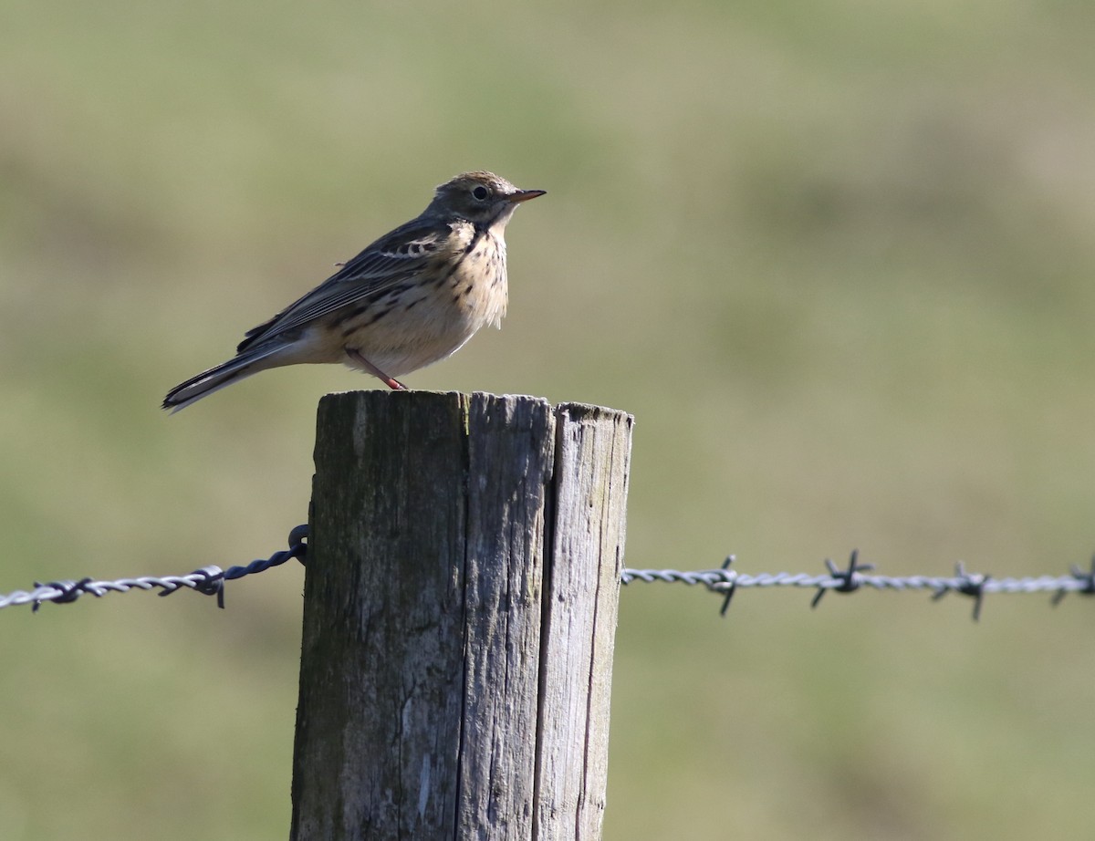 Meadow Pipit - ML645883295