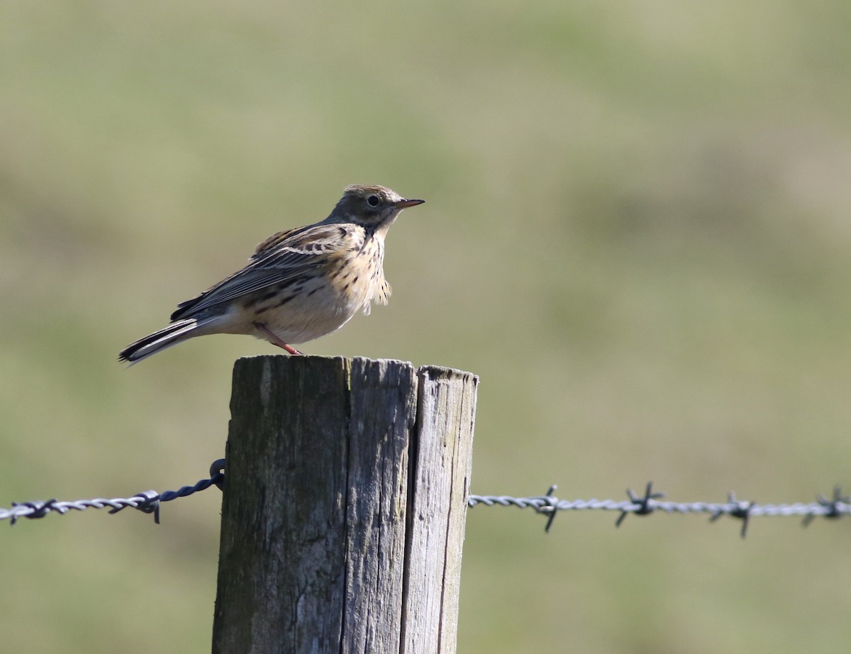 Meadow Pipit - ML645883296