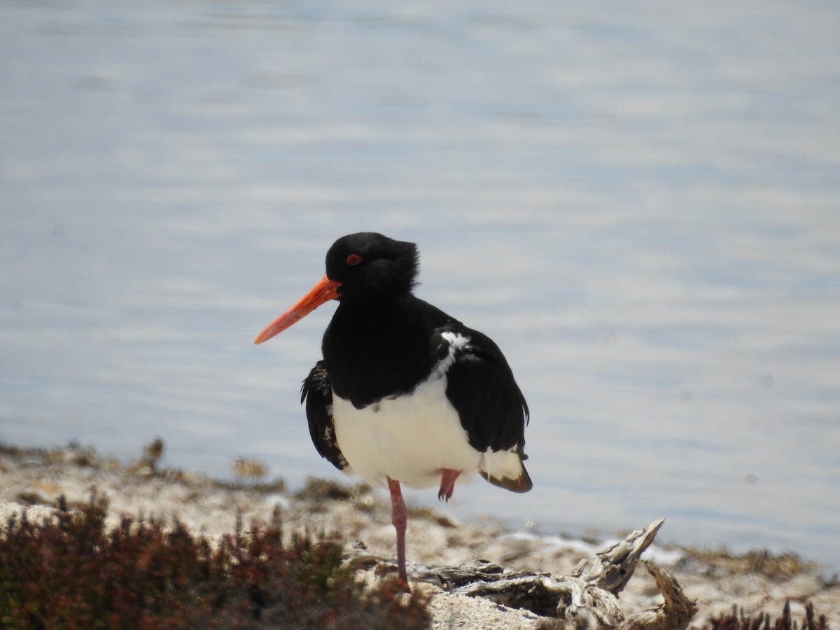 Pied Oystercatcher - ML645883297
