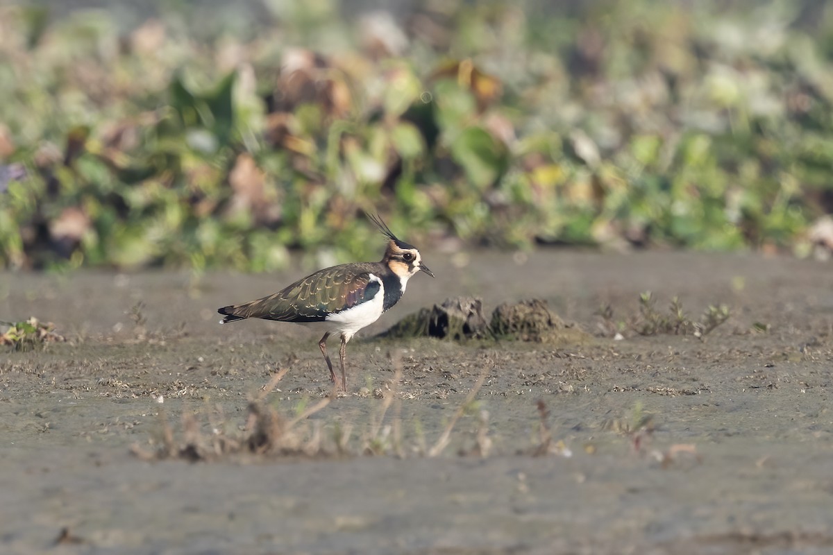 Northern Lapwing - ML645883298