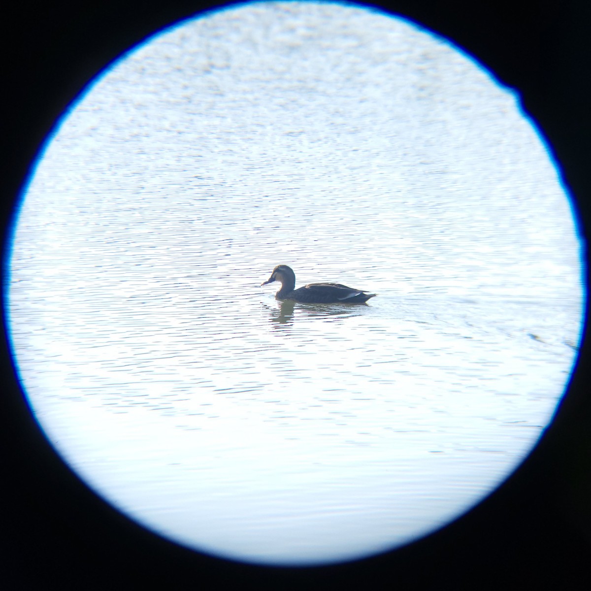 Eastern Spot-billed Duck - ML645883299