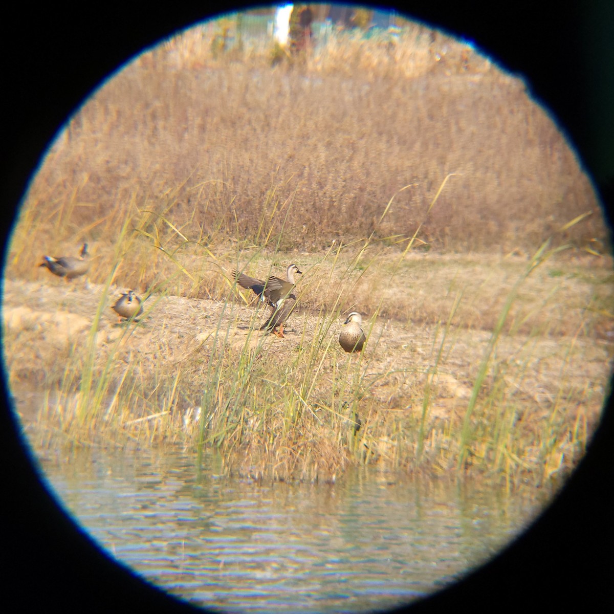 Eastern Spot-billed Duck - ML645883300