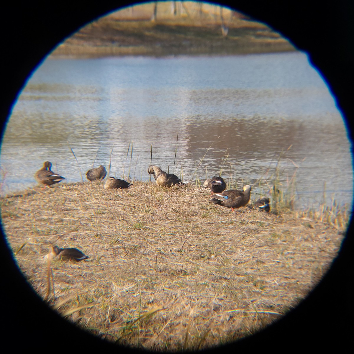 Eastern Spot-billed Duck - ML645883301
