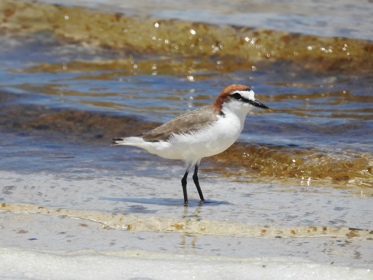 Red-capped Plover - ML645883302