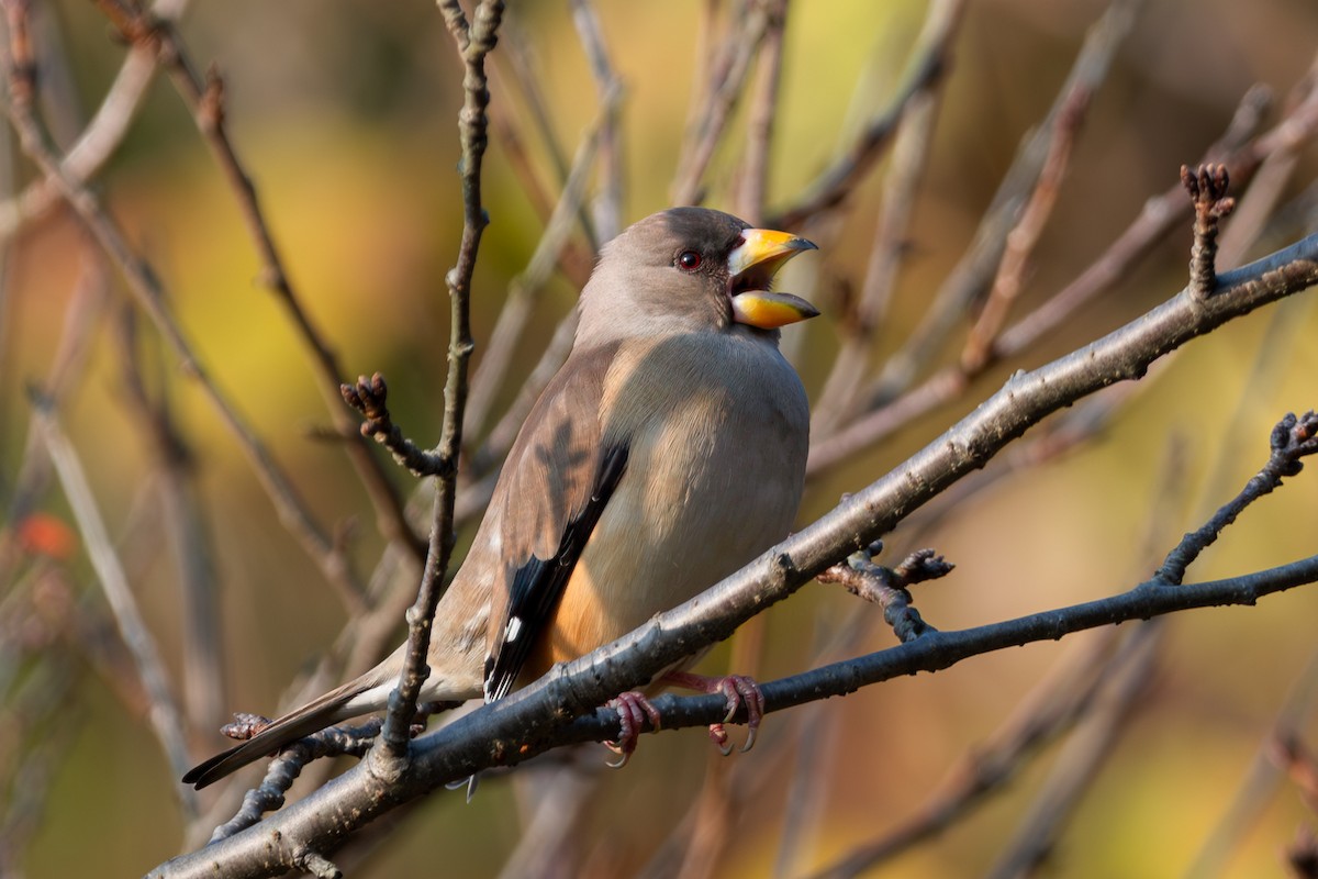 Yellow-billed Grosbeak - ML645883303