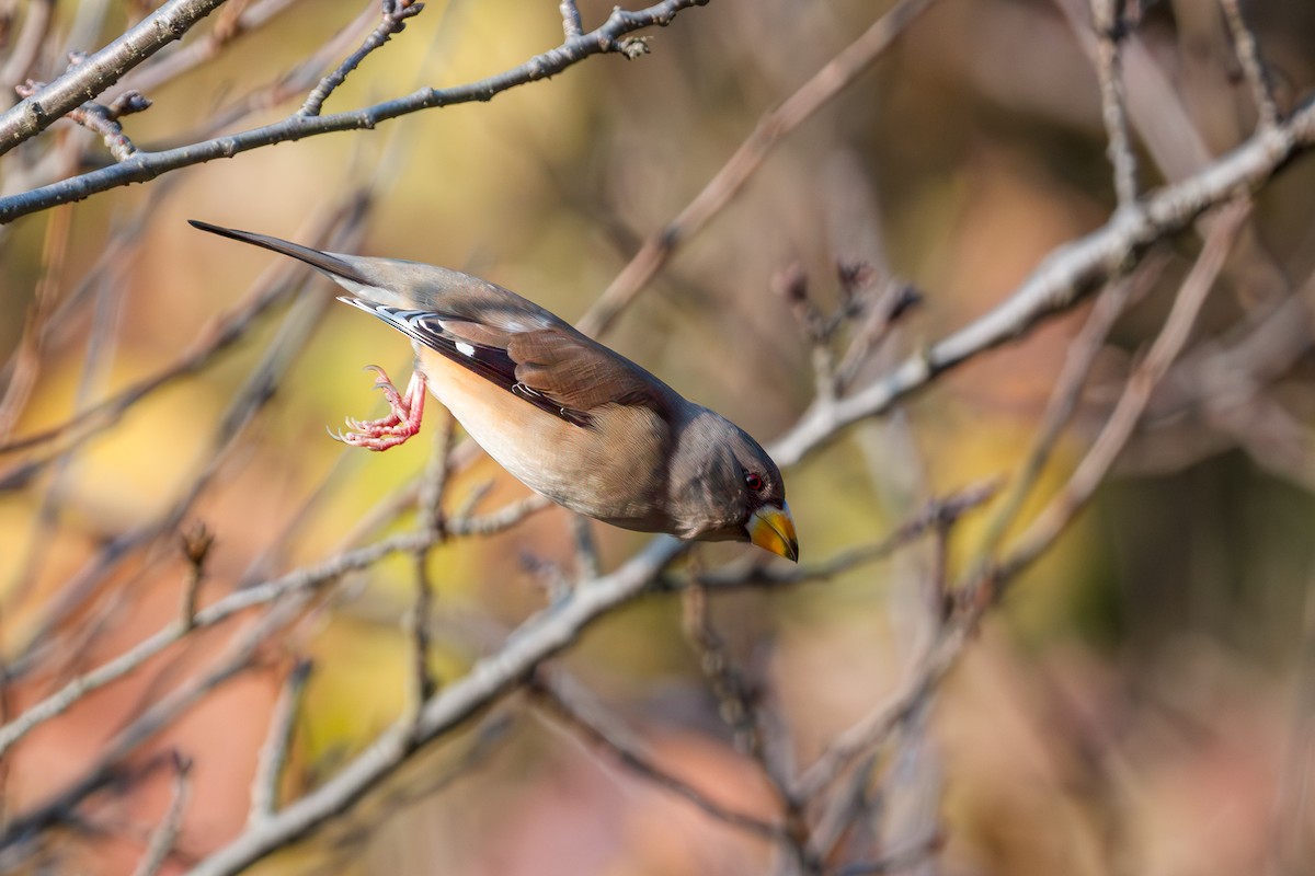 Yellow-billed Grosbeak - ML645883304