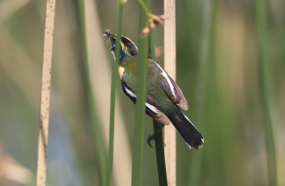 Many-colored Rush Tyrant - ML645883305