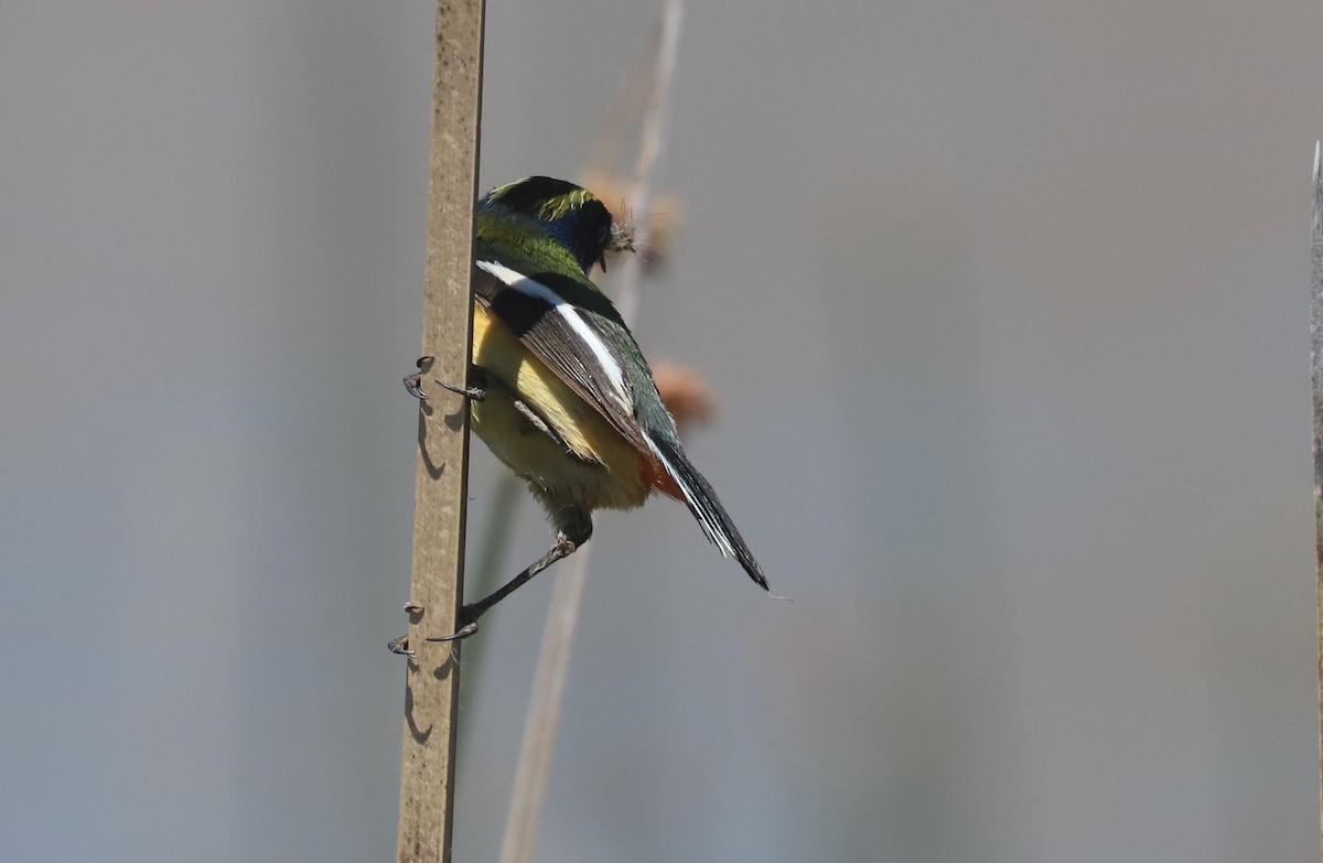 Many-colored Rush Tyrant - ML645883307