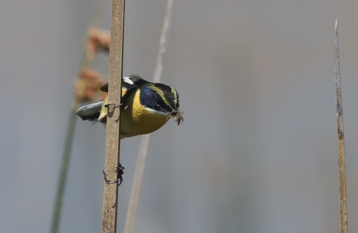 Many-colored Rush Tyrant - ML645883308