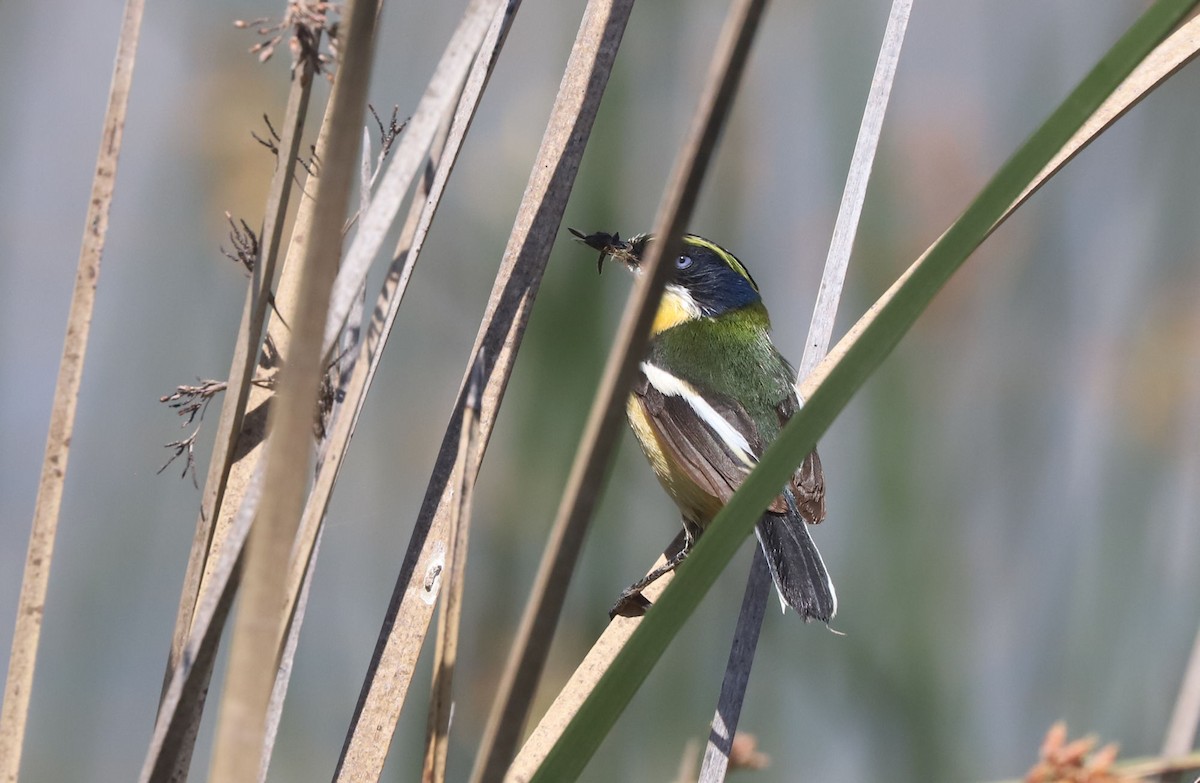 Many-colored Rush Tyrant - ML645883309