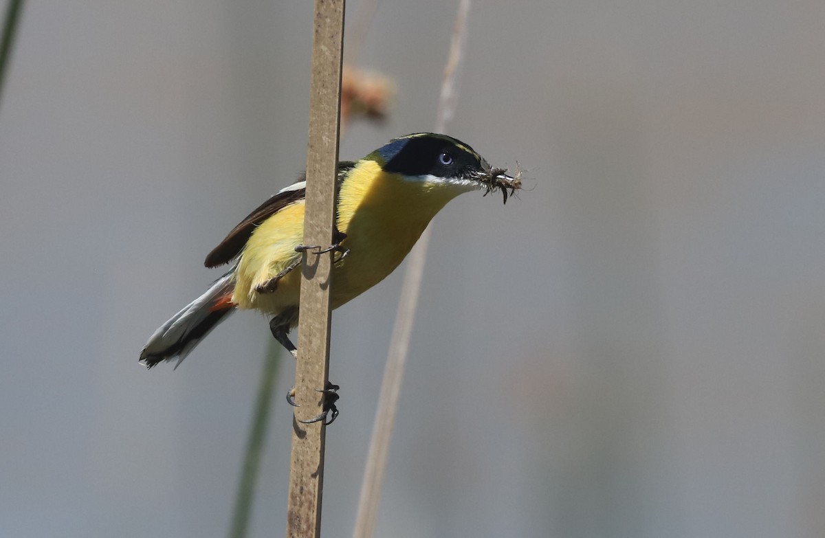 Many-colored Rush Tyrant - ML645883310