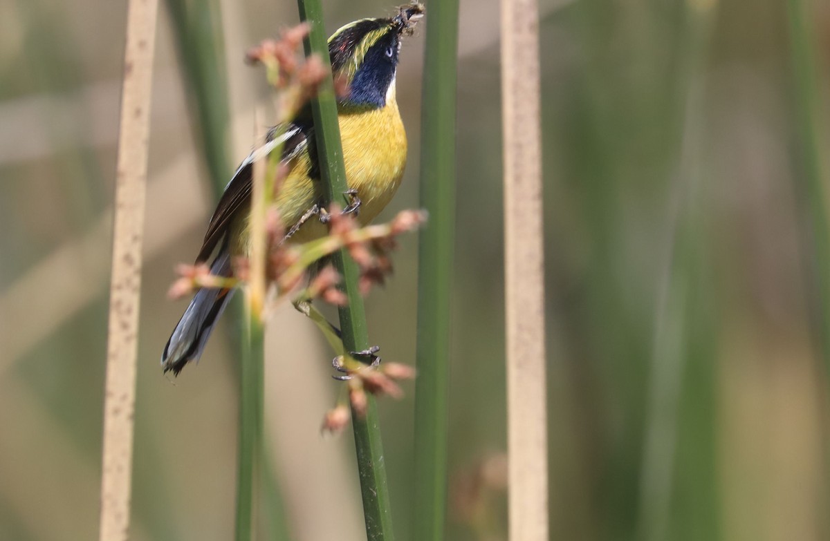 Many-colored Rush Tyrant - ML645883312