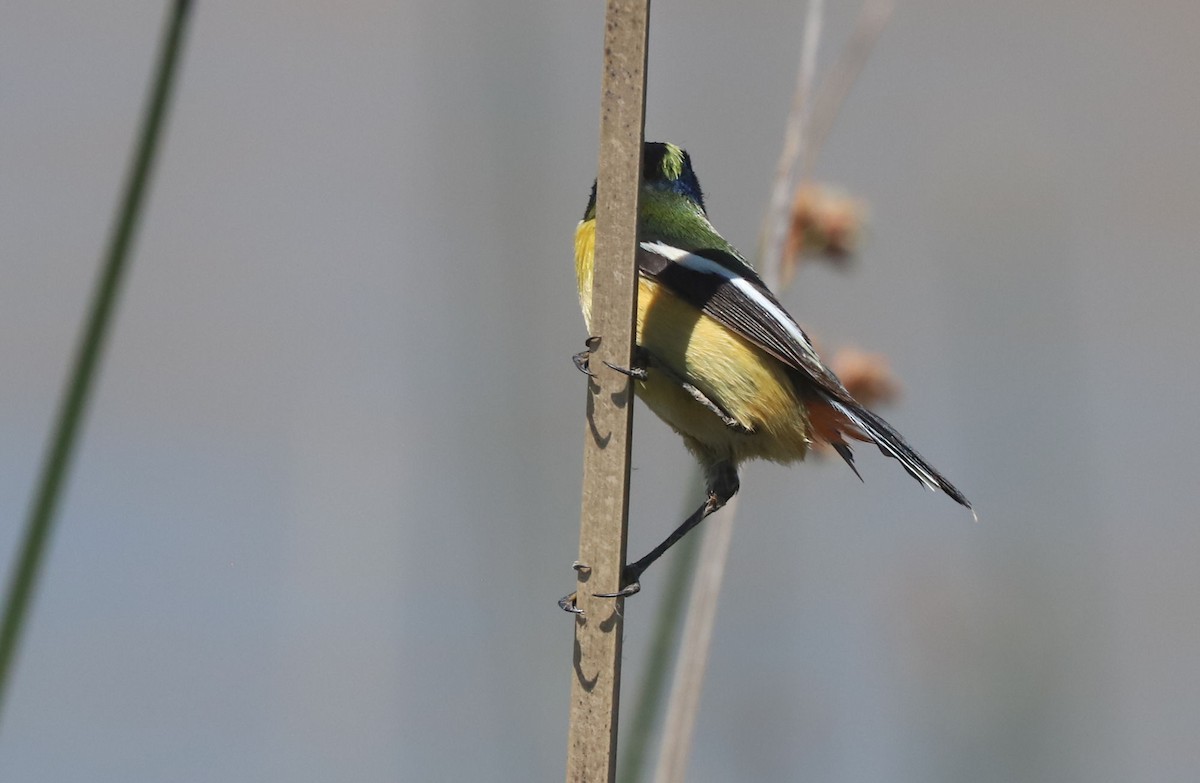 Many-colored Rush Tyrant - ML645883313