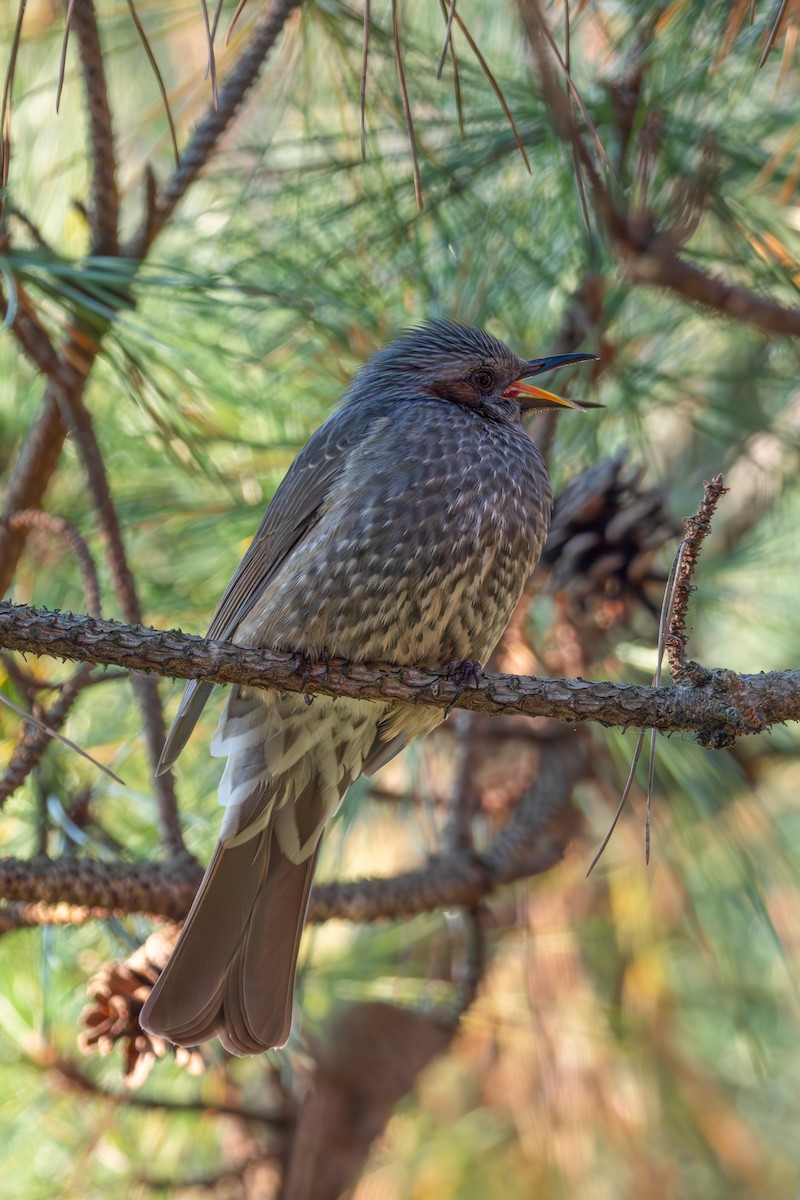 Brown-eared Bulbul - ML645883314