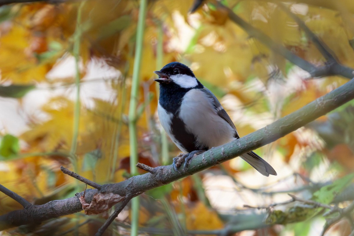Asian Tit - ML645883315