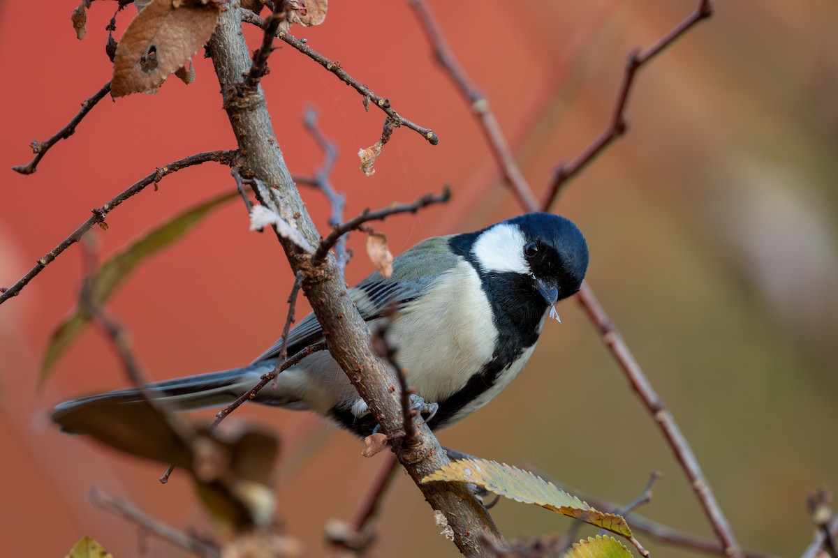 Asian Tit - ML645883316