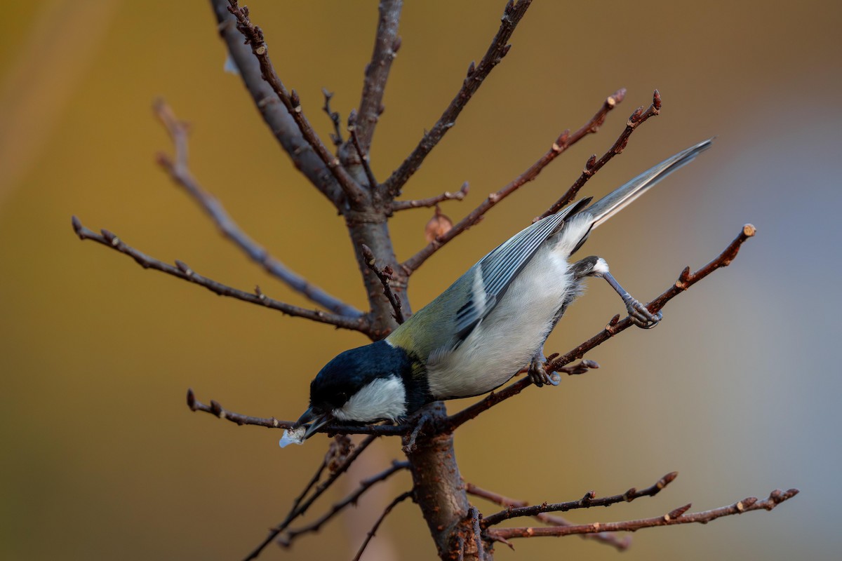 Asian Tit - ML645883317