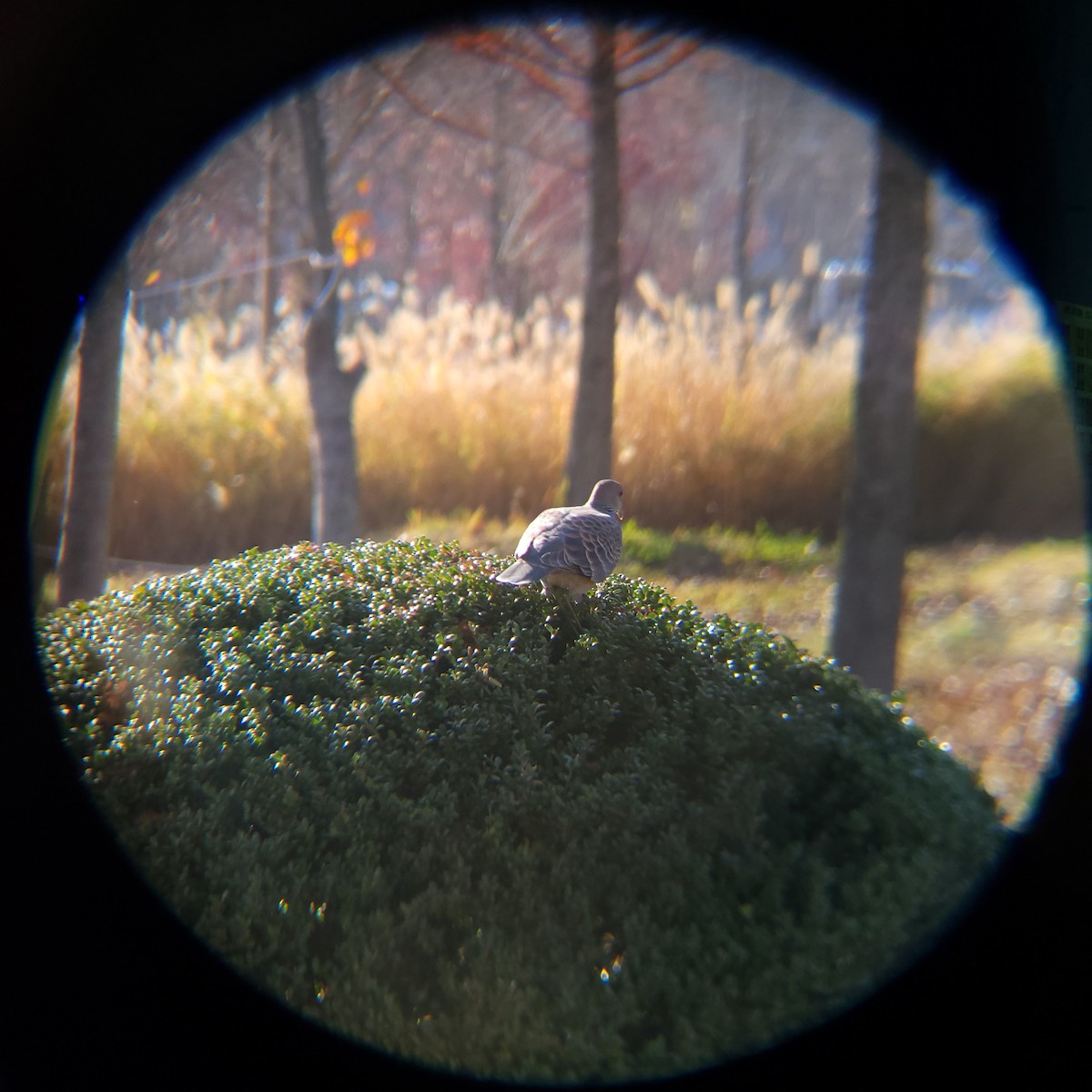 Oriental Turtle-Dove - ML645883318