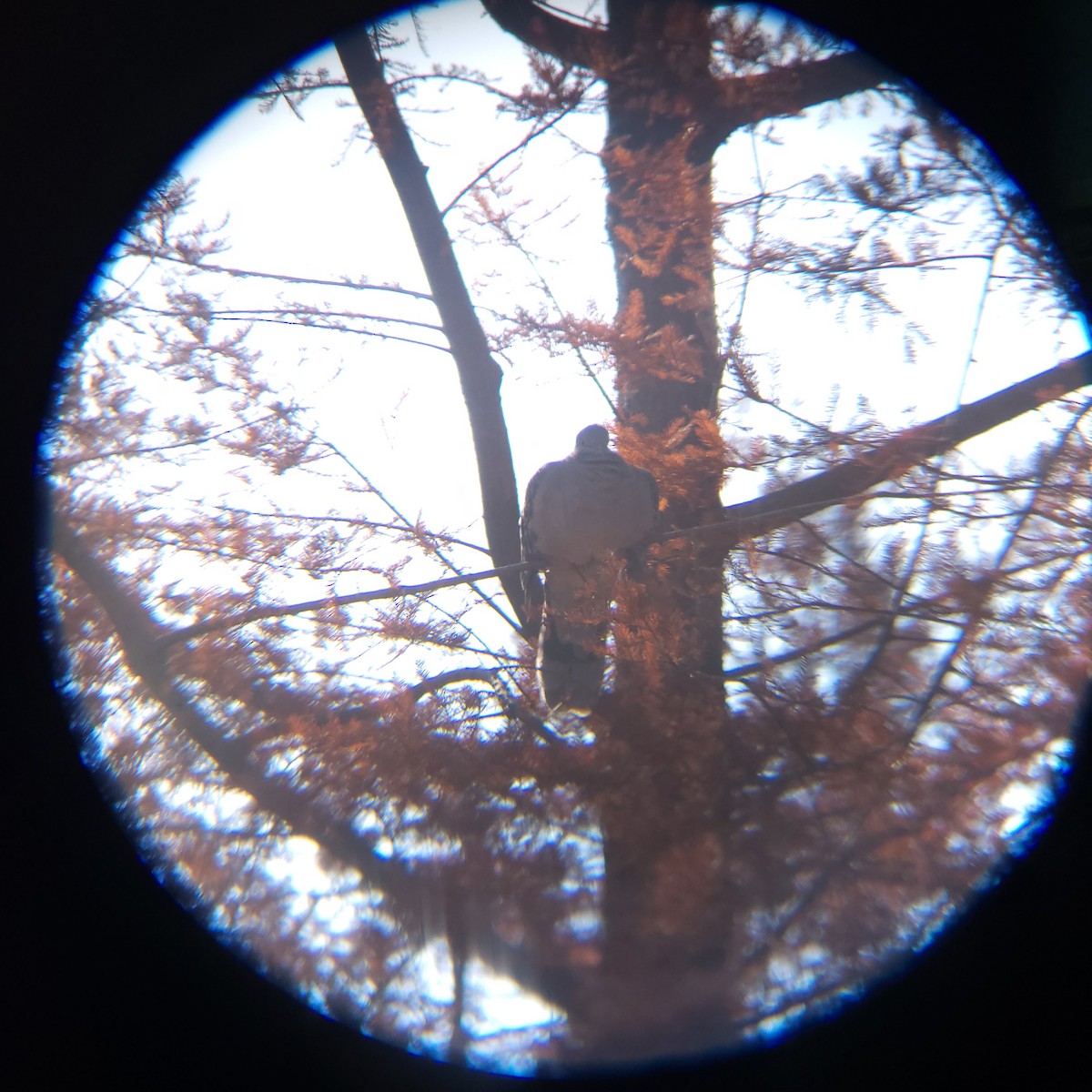 Oriental Turtle-Dove - ML645883319