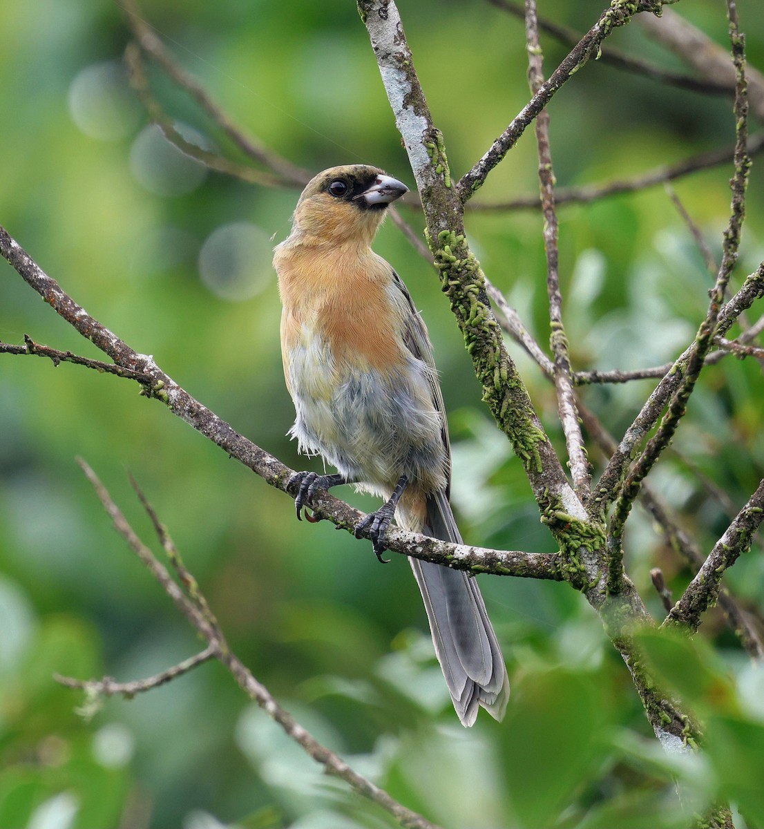 Cinnamon Tanager - ML645883323
