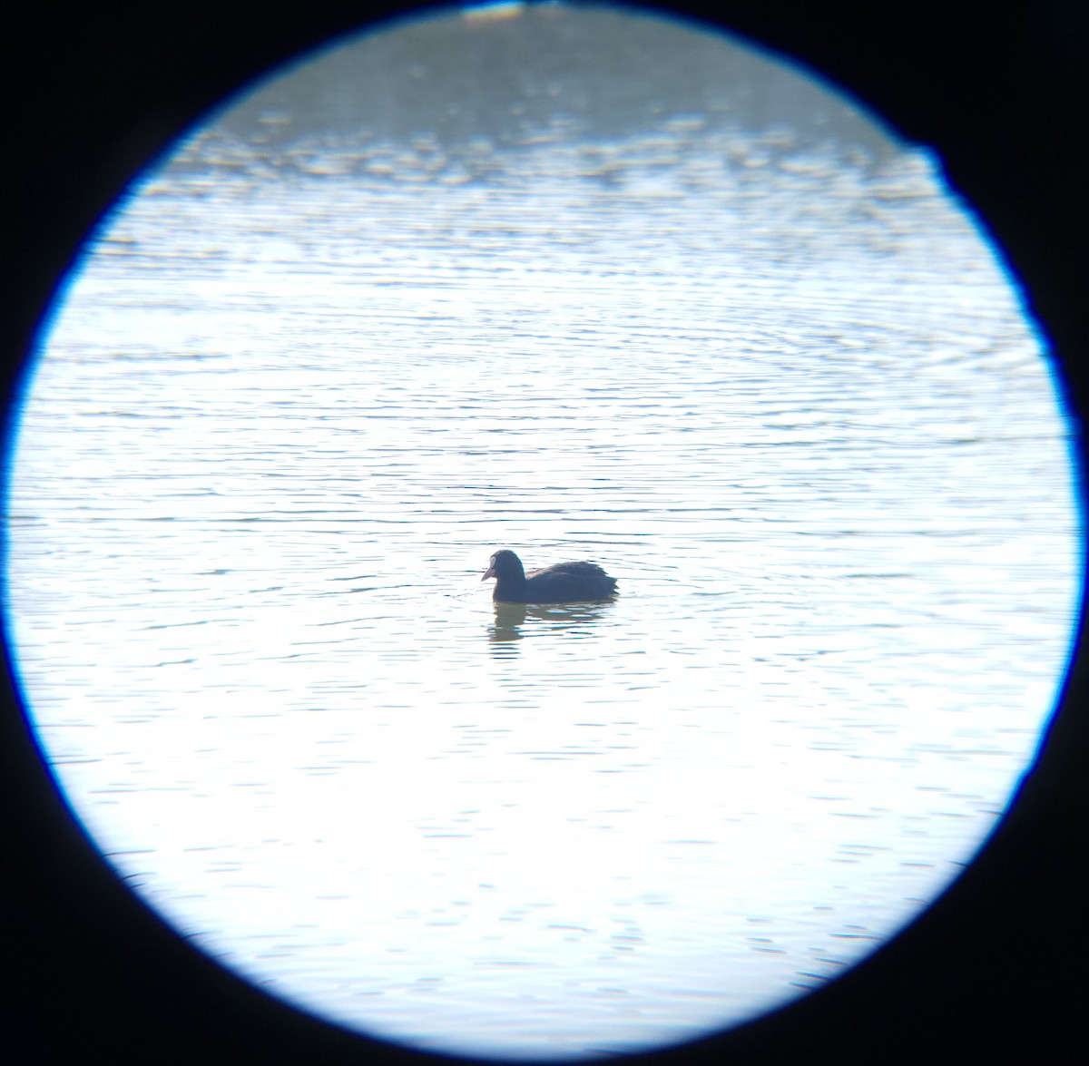 Eurasian Coot - ML645883324