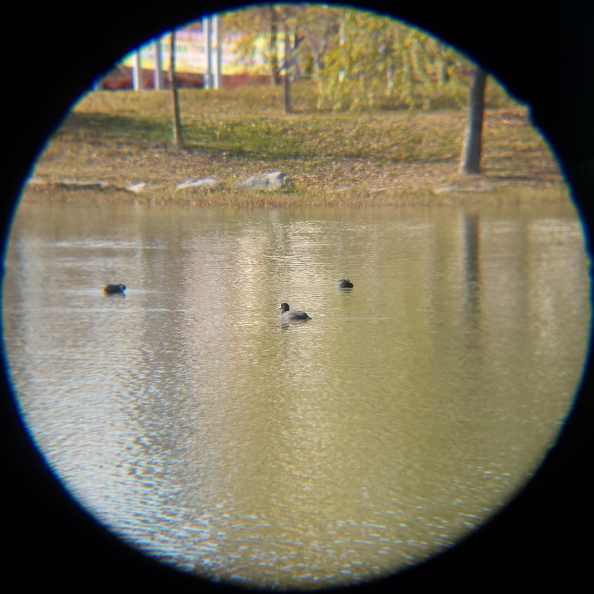 Eurasian Coot - ML645883325