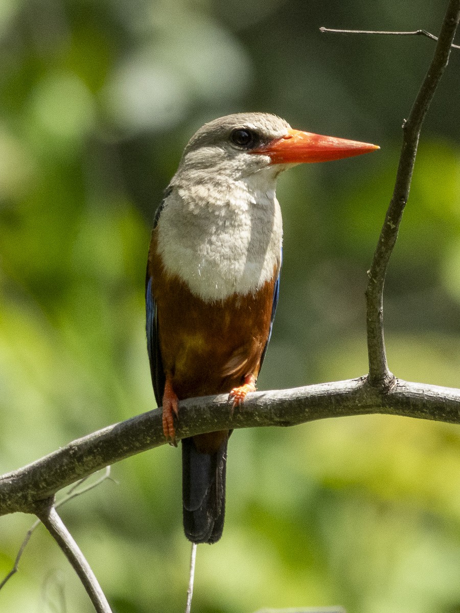 ledňáček šedohlavý - ML645883330