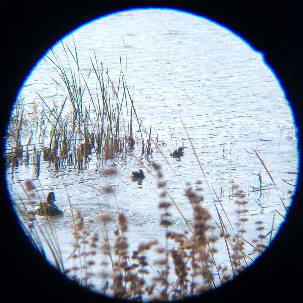 Little Grebe - ML645883336