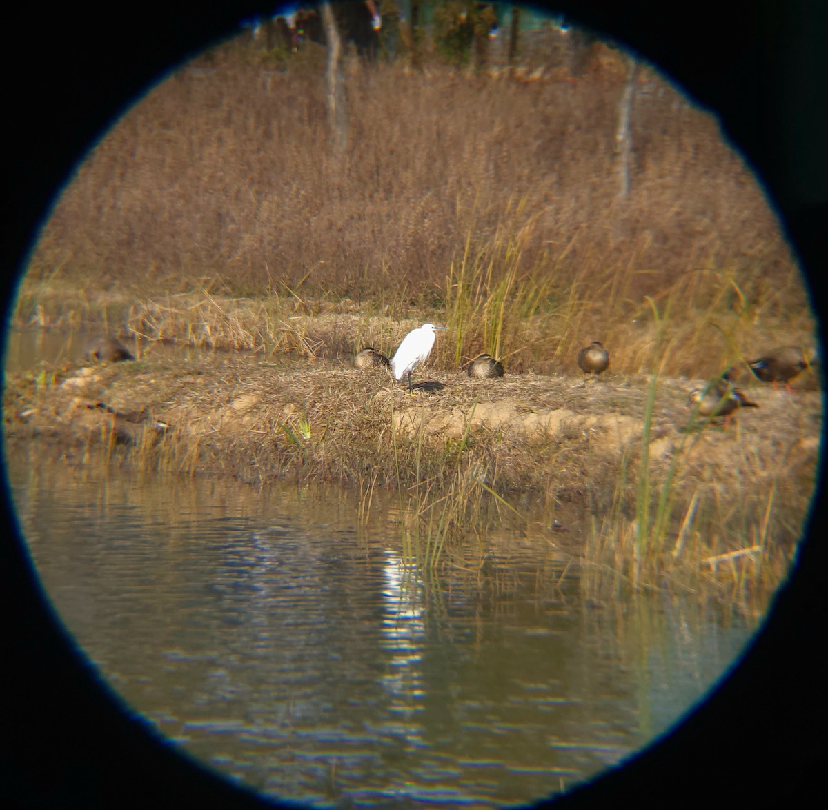 Little Egret - ML645883338