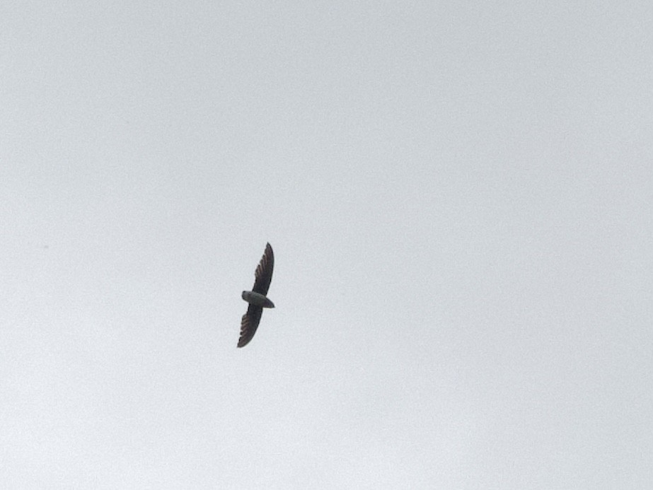 Голкохвіст ангольський - ML645883340