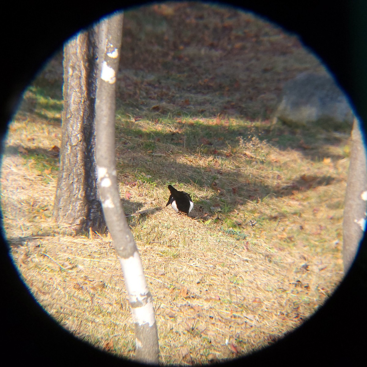 Oriental Magpie - ML645883342