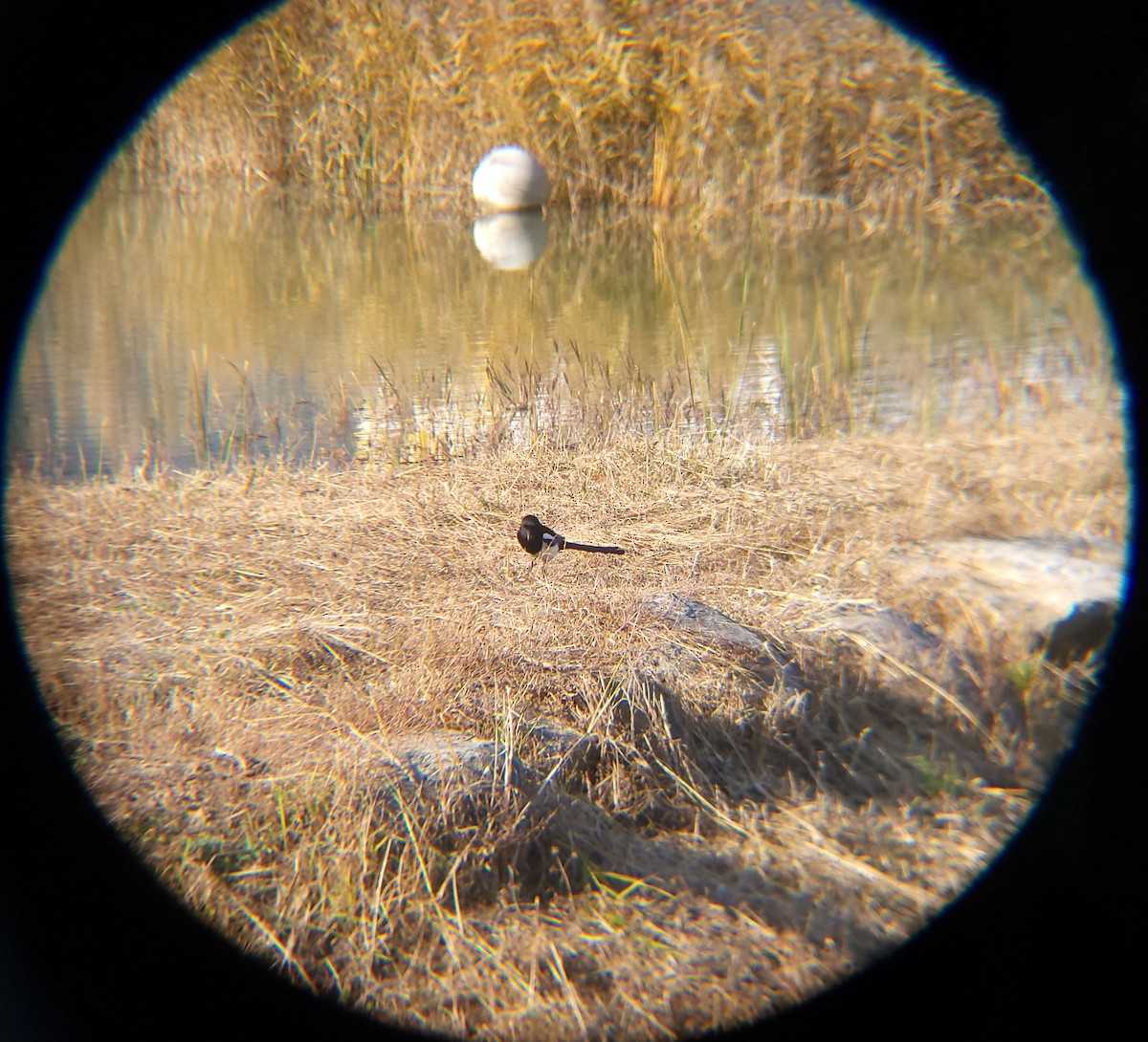 Oriental Magpie - ML645883343