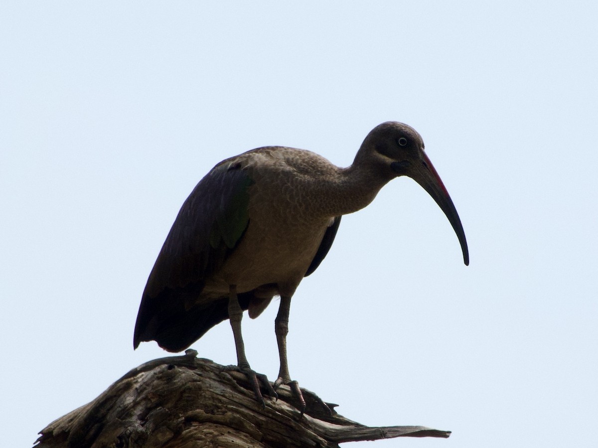 Hadada Ibis - ML645883346