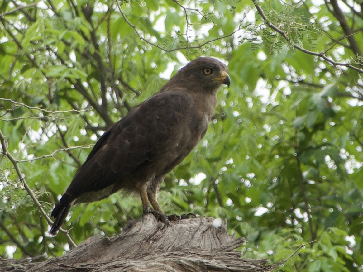 Culebrera Coliblanca - ML645883348