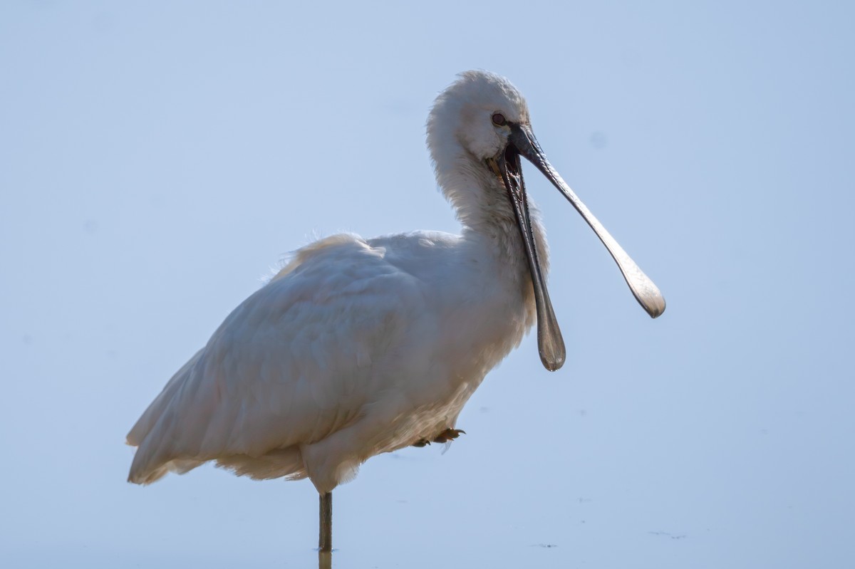 Eurasian Spoonbill - ML645883352