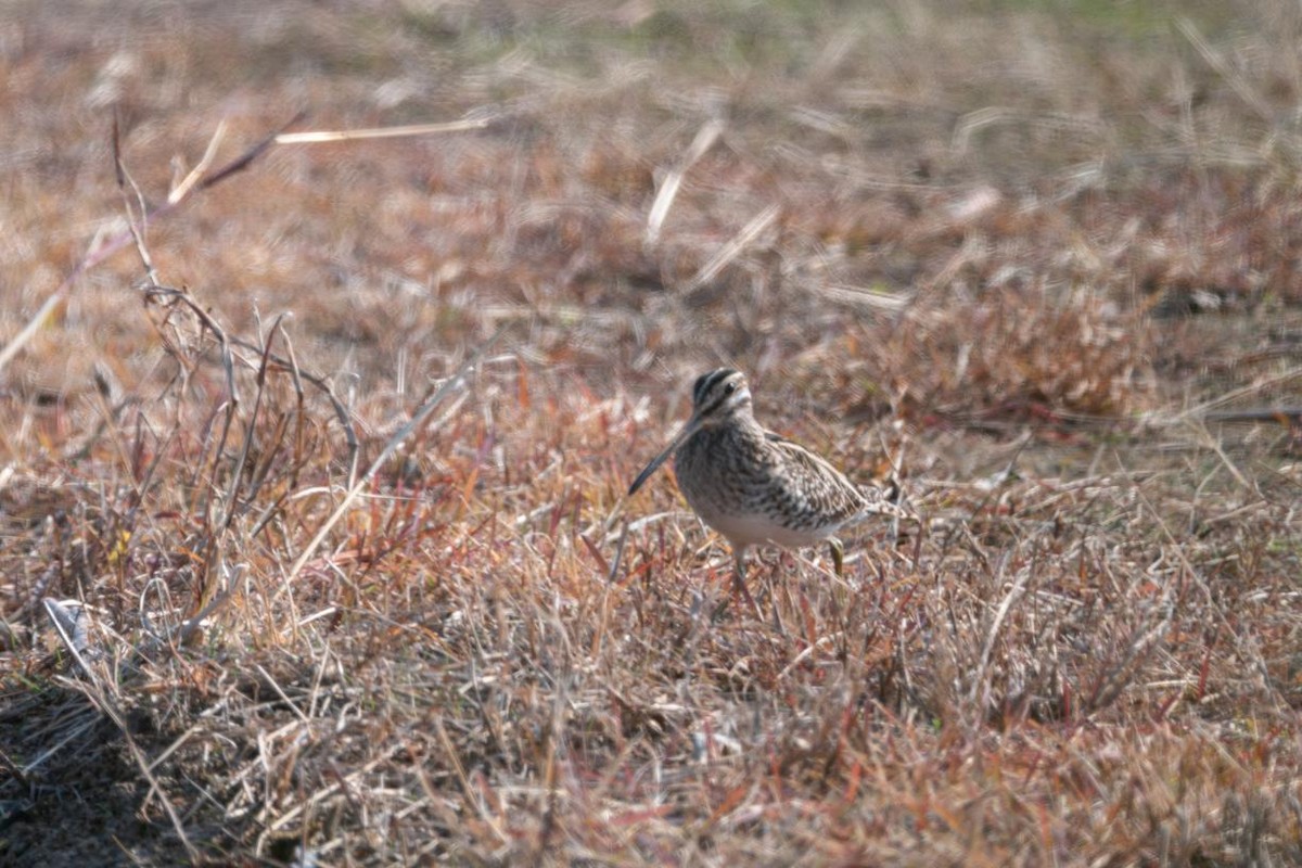 Common Snipe - ML645883355