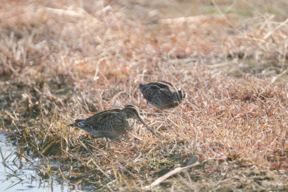 Common Snipe - ML645883356